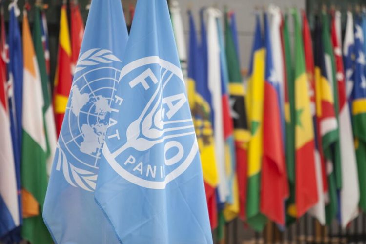 05 March 2021, Rome, Italy - Photos of the FAO and the UN flags.